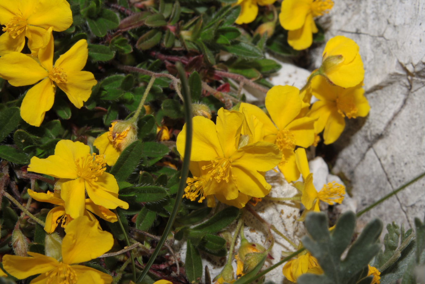 Helianthemum da determinare